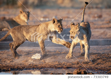 Lion at Etosha National Park, Namibia Lion at Etosha National Park, Namibia 73383749