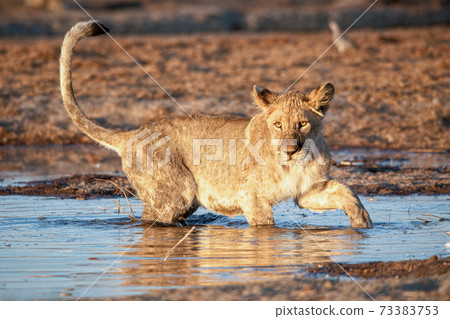 Lion at Etosha National Park, Namibia Lion at Etosha National Park, Namibia 73383753