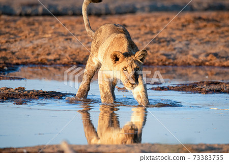 Lion at Etosha National Park, Namibia Lion at Etosha National Park, Namibia 73383755