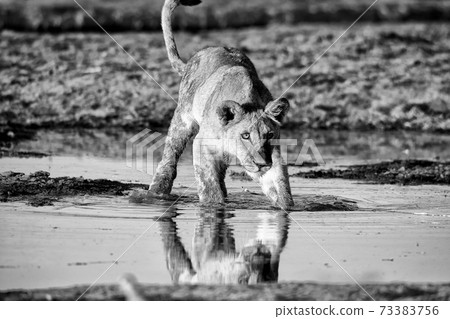 Lion at Etosha National Park, Namibia Lion at Etosha National Park, Namibia 73383756