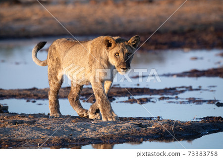 Lion at Etosha National Park, Namibia 73383758