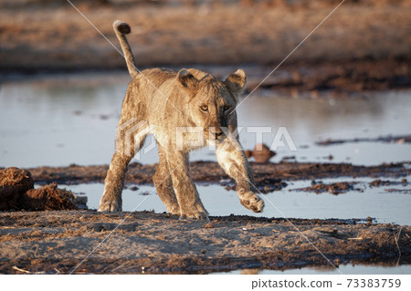 Lion at Etosha National Park, Namibia 73383759