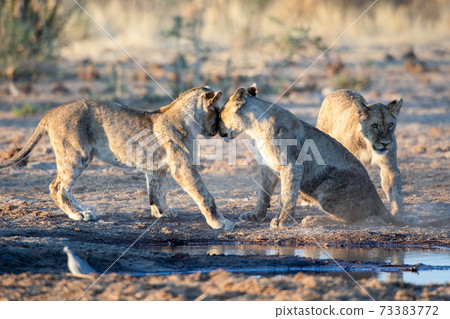 Lion at Etosha National Park, Namibia 73383772