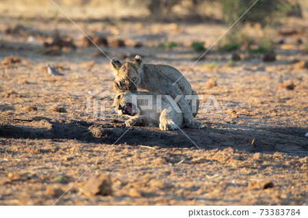 Lion at Etosha National Park, Namibia 73383784