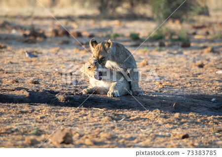 Lion at Etosha National Park, Namibia 73383785