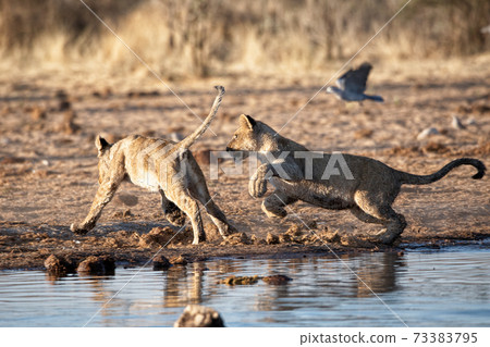Lion at Etosha National Park, Namibia Lion at Etosha National Park, Namibia 73383795