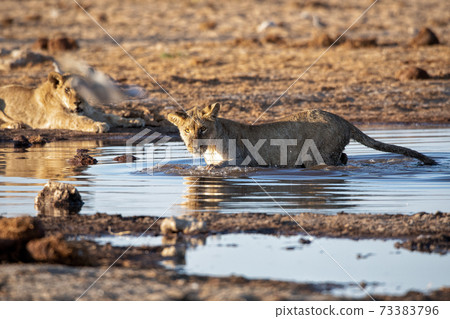 Lion at Etosha National Park, Namibia Lion at Etosha National Park, Namibia 73383796