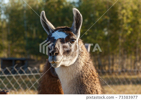 White and gray llamas 73383977