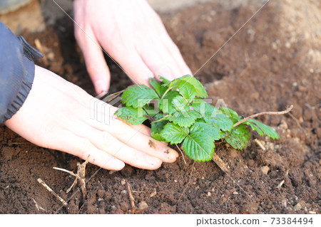 Vegetable planting work 73384494
