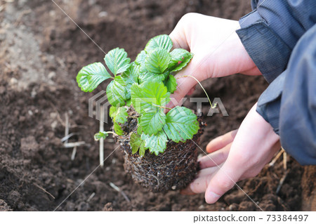 蔬菜種植工作 蔬菜種植工作 73384497