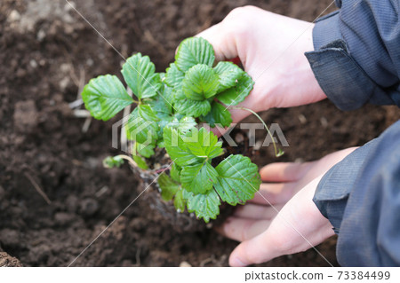 蔬菜種植工作 蔬菜種植工作 73384499