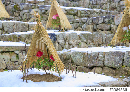 初冬長谷寺:冷牡丹和白雪皚皚的花朵 初冬長谷寺:冷牡丹和白雪皚皚的花朵 73384886