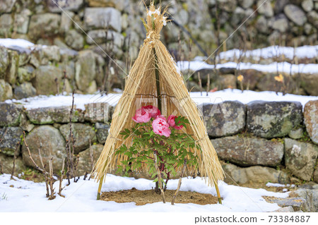 初冬長谷寺：冷牡丹和白雪皚皚的花朵 73384887