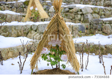 Hasedera in the middle of winter Cold peony and snow flower Hasedera in the middle of winter Cold peony and snow flower 73384888