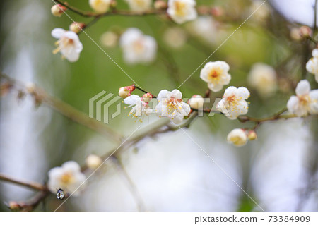 初冬長谷寺：冷牡丹和白雪皚皚的花朵 73384909