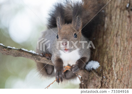 Ezoris posing on a tree Ezoris posing on a tree 73384916