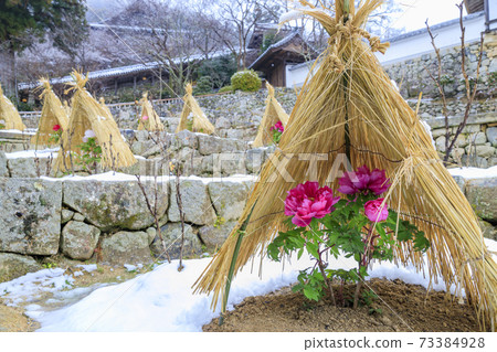 Hasedera in the middle of winter Cold peony and snow flower 73384928