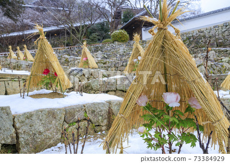 Hasedera in the middle of winter Cold peony and snow flower Hasedera in the middle of winter Cold peony and snow flower 73384929