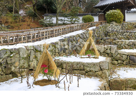 Hasedera in the middle of winter Cold peony and snow flower Hasedera in the middle of winter Cold peony and snow flower 73384930