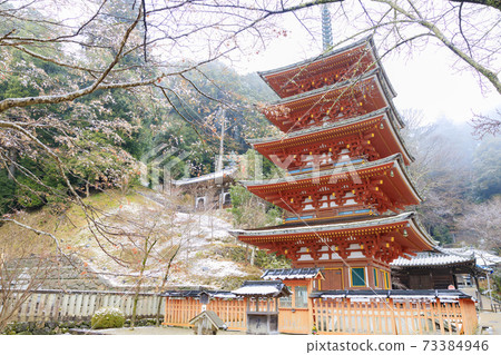 初冬長谷寺：冷牡丹和白雪皚皚的花朵 73384946