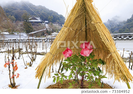 Hasedera in the middle of winter Cold peony and snow flower Hasedera in the middle of winter Cold peony and snow flower 73384952