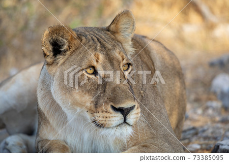Lion at Etosha National Park, Namibia 73385095