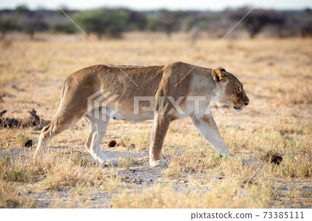 Lion at Etosha National Park, Namibia Lion at Etosha National Park, Namibia 73385111