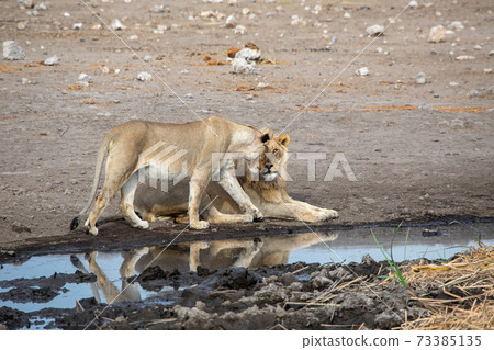 Lion at Etosha National Park, Namibia Lion at Etosha National Park, Namibia 73385135