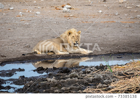 Lion at Etosha National Park, Namibia Lion at Etosha National Park, Namibia 73385138