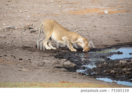 Lion at Etosha National Park, Namibia 73385139
