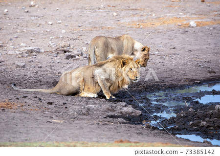 Lion at Etosha National Park, Namibia Lion at Etosha National Park, Namibia 73385142