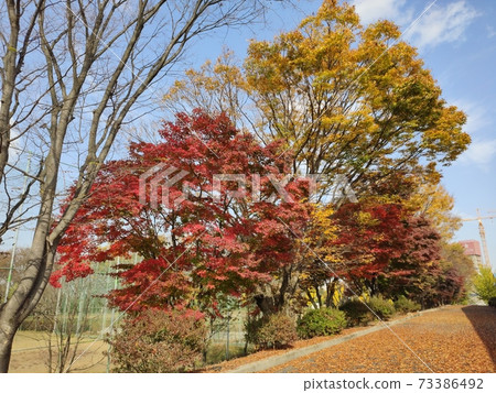 Maple tree Maple tree 73386492