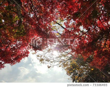 Maple tree 73386493