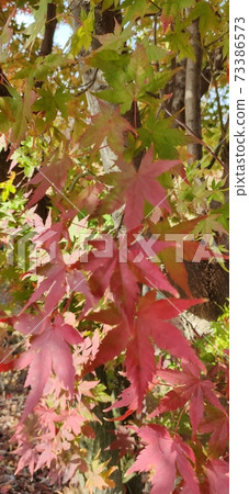 Maple tree Maple tree 73386573