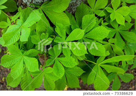 Background of young chestnut leaves Background of young chestnut leaves 73386629