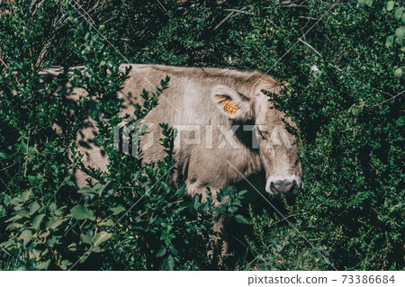 a cow in the middle of the field a cow in the middle of the field 73386684