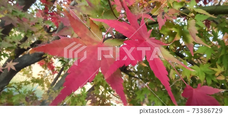Maple tree 73386729