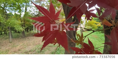 楓樹 楓樹 73387056