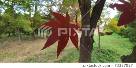 楓樹 楓樹 73387057