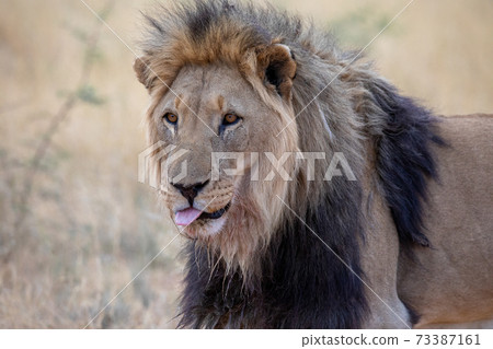Lion at etosha national park, Namibia 73387161