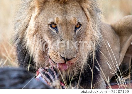 Lion at etosha national park, Namibia 73387199