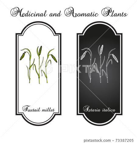 Foxtail millet Setaria italica , edible and forage plant. Hand drawn botanical vector illustration Foxtail millet Setaria italica , edible and forage plant. Hand drawn botanical vector illustration 73387205