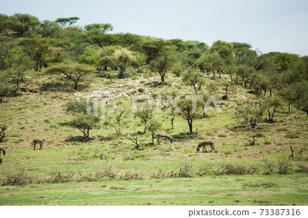 Africa safari landscape 73387316