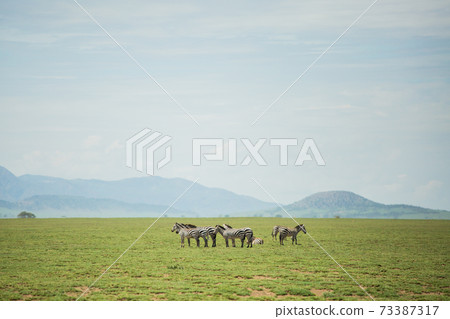 Wild zebra (African safari landscape) 73387317