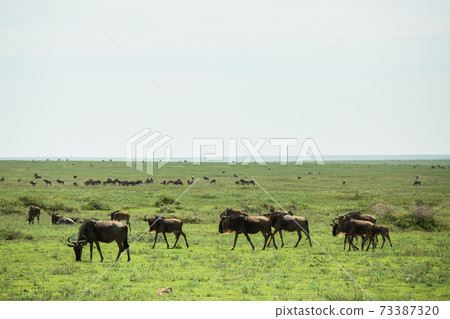 Wildebeest (African safari landscape) 73387320