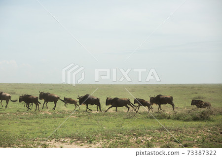 一群野生nu（非洲野生動物園景觀） 73387322