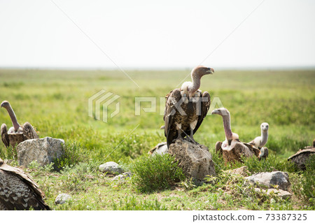 Wild vulture (African safari landscape) Wild vulture (African safari landscape) 73387325