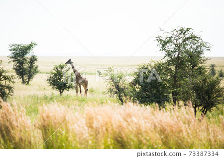 Wild giraffe (African safari landscape) 73387334