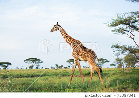 Wild giraffe (African safari landscape) Wild giraffe (African safari landscape) 73387341