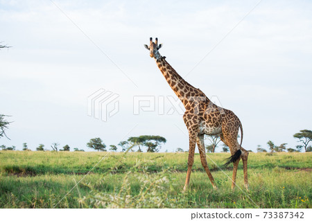 Wild giraffe (African safari landscape) Wild giraffe (African safari landscape) 73387342